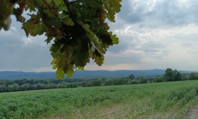 🌿Više od 50 nijansi…. Prirodne zelene 💚